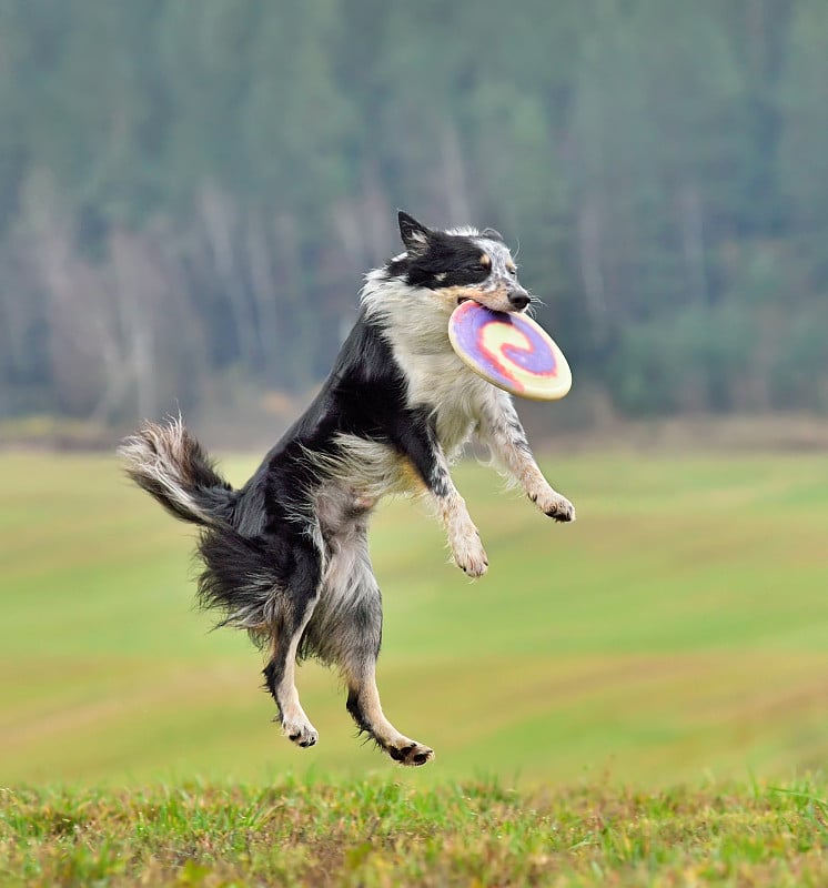 飞行中的边境牧羊犬抓住了一个飞盘