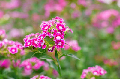 石竹是花园里的花