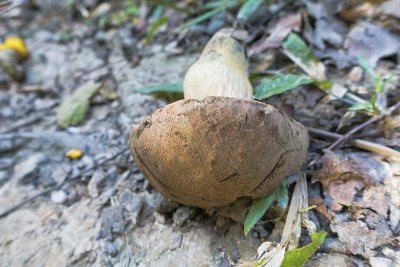 昆士兰有趣的真菌