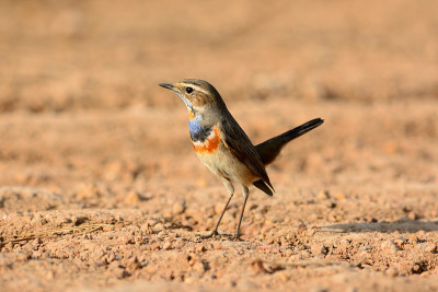 蓝喉男性(Luscinia svecica)
