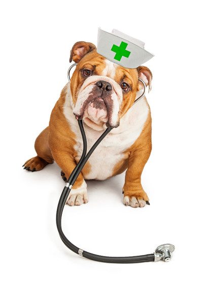 带听诊器的斗牛犬护士