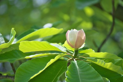 美国鹅掌楸