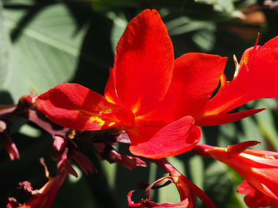 植物园在La Orotava