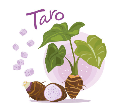Taro Root Vector. Taro plant.
