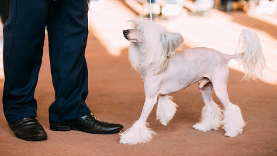 年轻的中国白冠犬。无毛犬