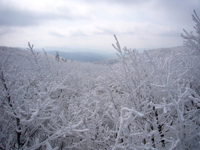 开花的雪
