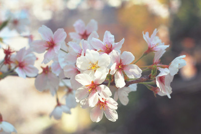 樱花