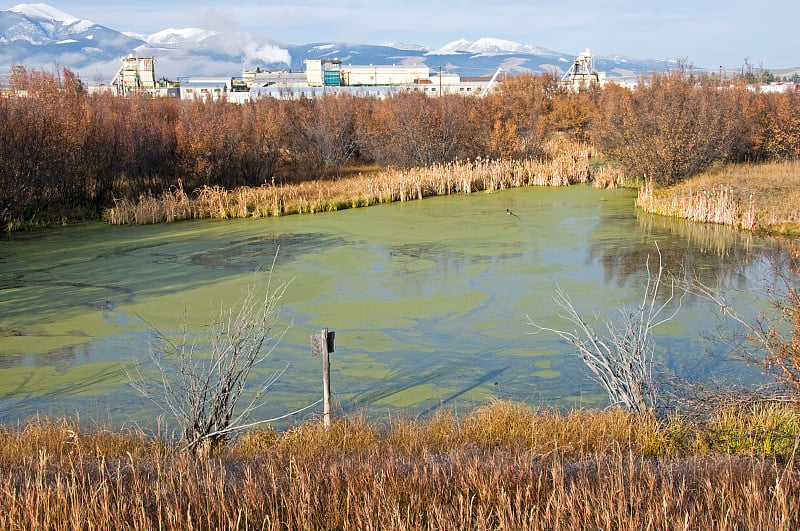 蒙大拿州的野生动物保护区和纸浆厂