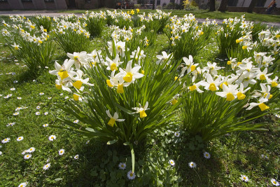 水仙花在草地上