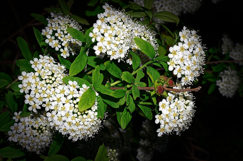 花园花绣线菊的特写。