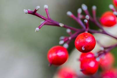 家庭Nandina