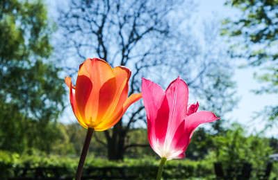 郁金香花园