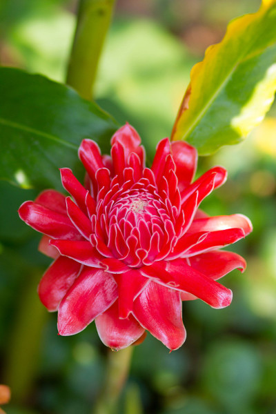 红花火炬姜