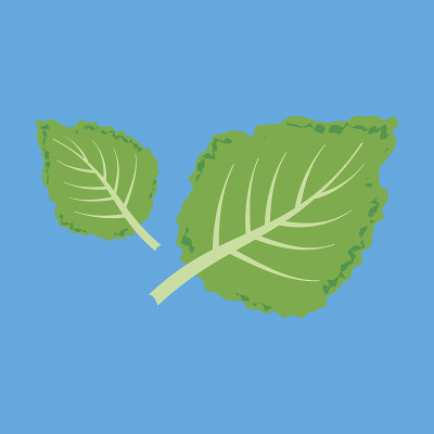 新鲜甘蓝插图