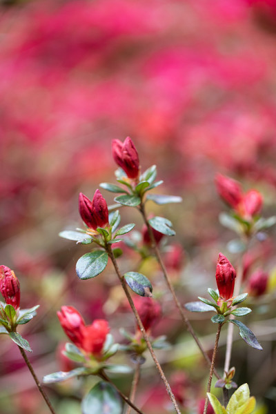 花选择
