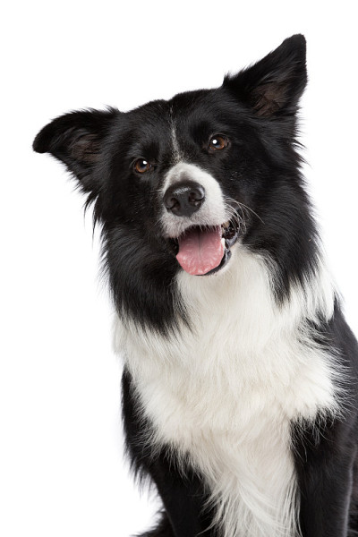 边境牧羊犬孤立的白色