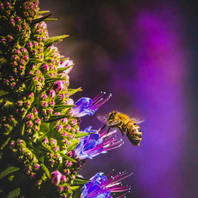 蜜蜂为紫色花朵授粉