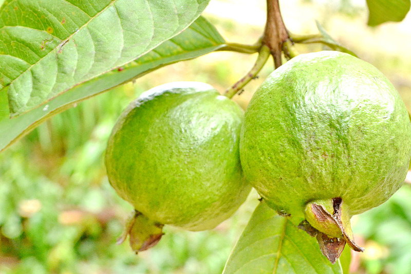 Guava，看，铱guajava Linn。上树