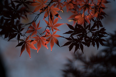 东京东京东京