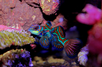 普通话鱼
(Synchiropus splendidus)