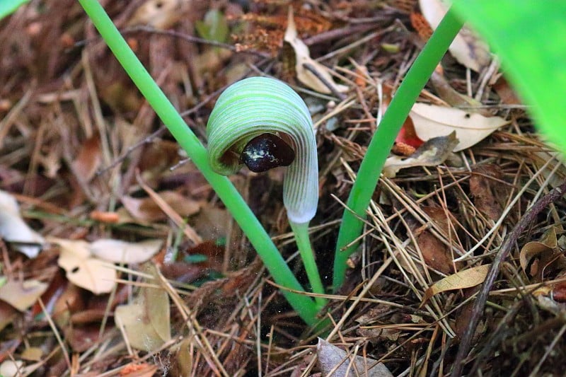 森林，Hallasan，山谷，石头，苔藓门，苔藓楼梯，苔藓，寺庙，Hyonom，