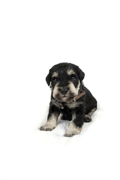 迷你雪纳瑞犬幼犬3周大，隔离在白色上