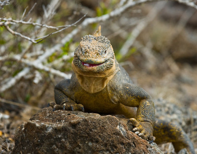 The land iguana sitting on the rocks.