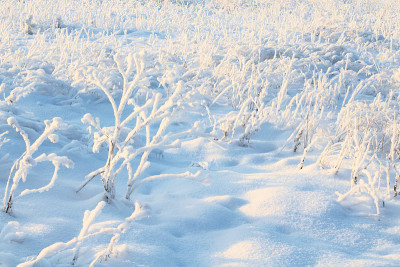 白色的雪。特写镜头。背景。风景。