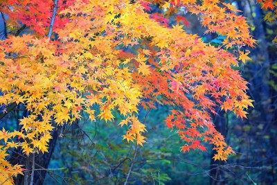 枫树
