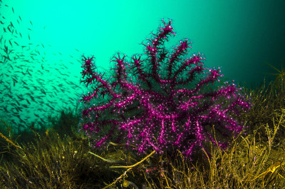 Paramunicea clavata