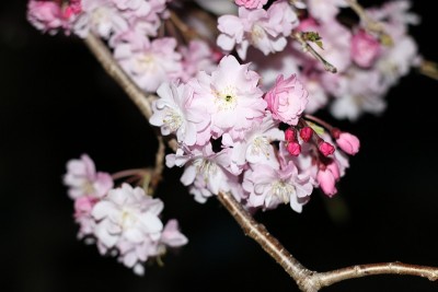 樱花