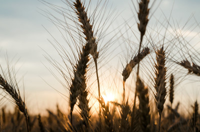 spikelets of wheat at sunset blurry