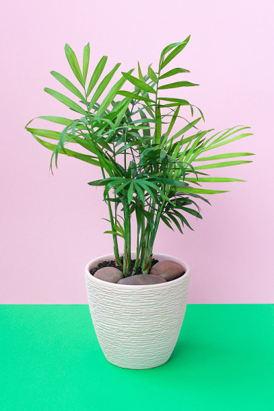 室内植物CHAMAEDOREA ELEGANS在粉红色的背景。室内植物，家居装饰的概念