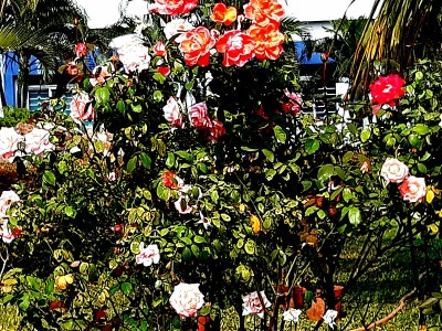 玫瑰花