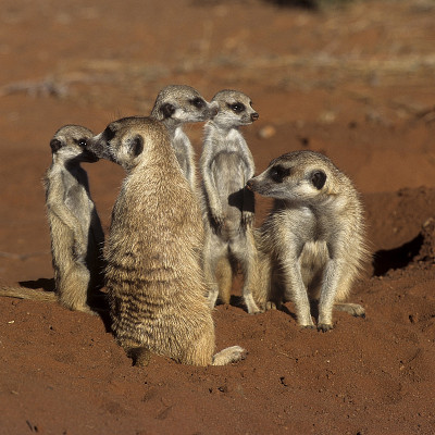 猫鼬或suricate