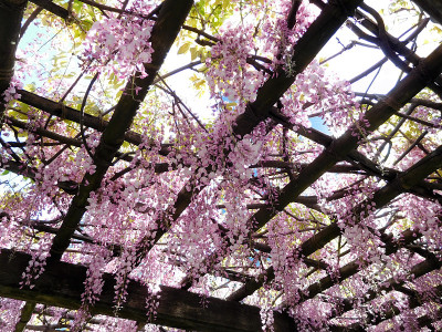紫藤的紫色花朵