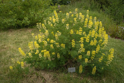 法国勒阿弗尔:悬浮花园。鲜花和植物