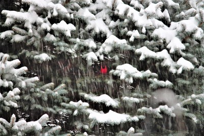 红雀在树上与雪