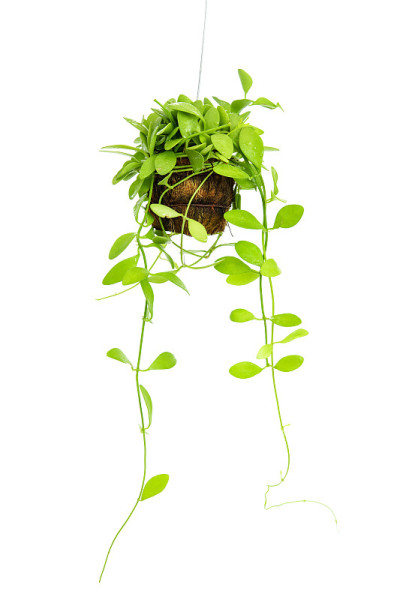 爬行植物