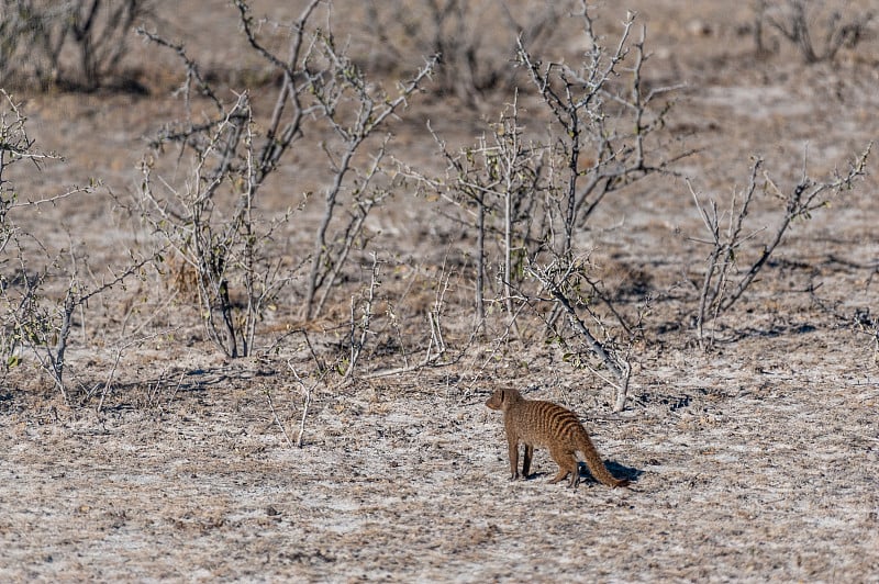 带状猫鼬在Etosha