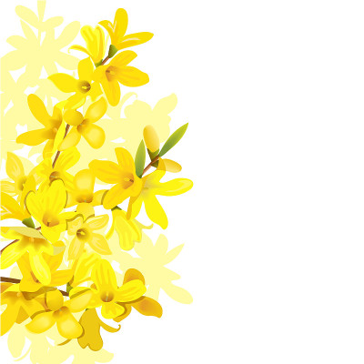 Fluffy blossoming yellow spring tree template. For