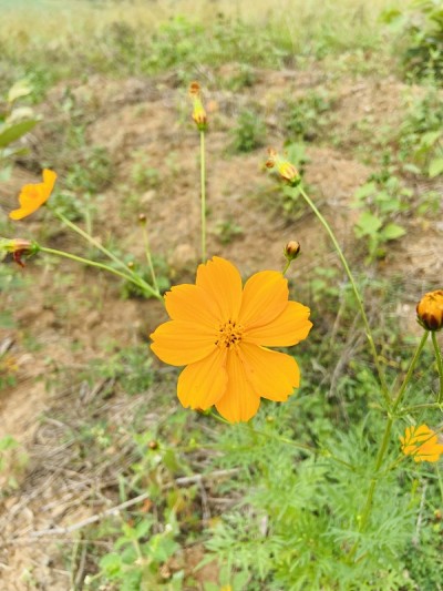 花
