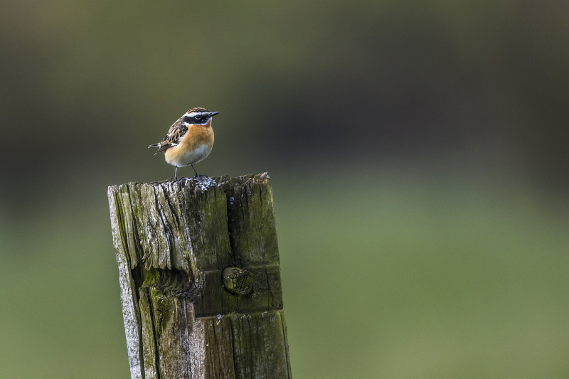 Whinchat (Saxicola rubetra)