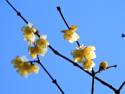 冬天的甜