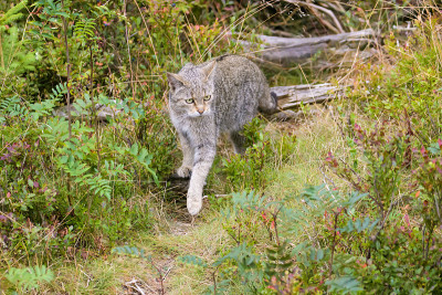 欧洲野猫