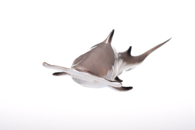 hammerhead02