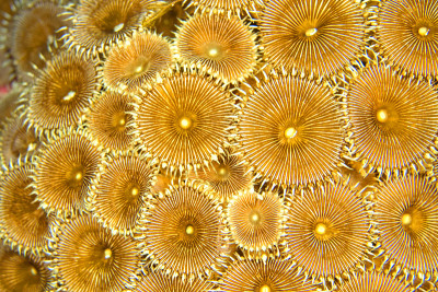 Zoanthids殖民地，邦肯国家海洋公园，北苏拉威西，印度尼西亚