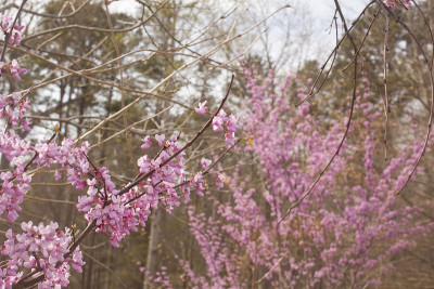 红色的花蕾