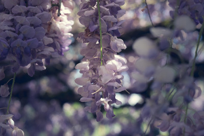 紫藤花的特写，花卉背景