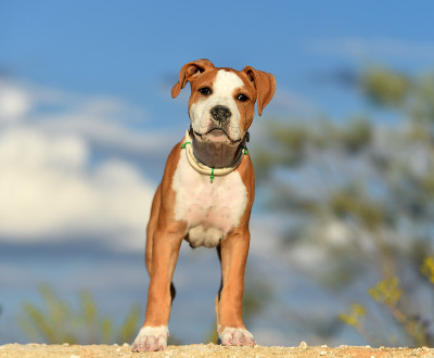 年轻的斗牛犬犬